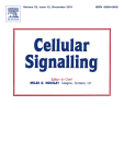 Programmed cell death 6 (PDCD6) inhibits angiogenesis through PI3K/mTOR/p70S6K pathway by interacting of VEGFR-2