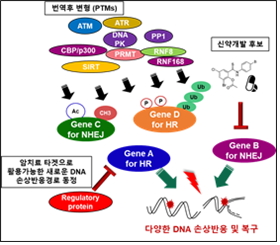 다양한 DNA 손상반응 및 복구