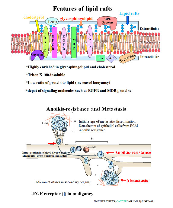 Features of lipid rafts-Highly enriched in glycosphingolipid and cholesterol, Triton X 100-insoluble, Low ratio of protein to lipid(increased buoyancy), depot of siganling molecules such as EGFR and MDR proteins, Anoikis-resistance and Metasis-Initial steps of metastatic dissemination;Detachemnt of epithelial cells form ECM-anoikis resistance,Intravasation into blood v-;Mechanical stress and immune systems,Micrometases in secondary organs;, -EGF receptor Metastasis in maligancy, NATURE REVIEWS|CANCER VOLUME 6|JUNE 2006