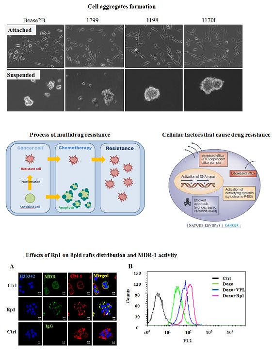 Cell aggregates formation(Bases2B, 1799, 1198, 1170Ⅰ), Process of multidrug resistance(Cancer cell, Chemotherapy, Resistance), Cellular factors that cause drug resistance, Effect of Rp1 on lipid rafts distribution and MDR-1 sctivity