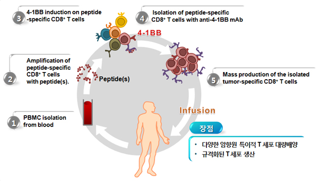 4-1 BB-based isolation of Ag-specific CD8 T cells, 1.PBMC isolation from blood, 2.Amplification of peptide-specific CD8 T cells with peptide(s), 암항원(TAAs), 3.4-1 BB induction on peptide-specific CD8 T cells, 4.Isolation of peptide-specific CD8 T cells with anti-4-1 BB mAb, 5.Mass production of the isolated tumor-specific CD8 T cells, Infusion