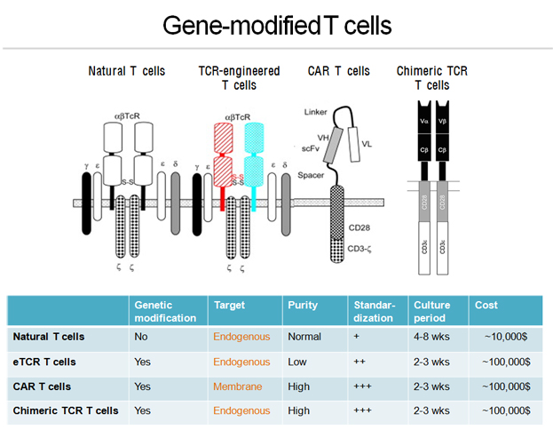 Gene-modified T cells