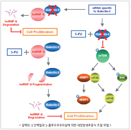 갈렉틴-3 단백질과 5-플루오르우라실에 의한 대장암세포증식 조절 모델, sIRNA specific to Gatectin-3→Gatectin-3(X),hnRNP Q→hnRNP Q Degradation-Cell Proliferation, sIRNA specific to Gatectin-3→5-FU+Gatectin-3(X)-mTOR→4EBP1,eIF4E,S6K→4EBP1,eIF4ECell→ Proliferation