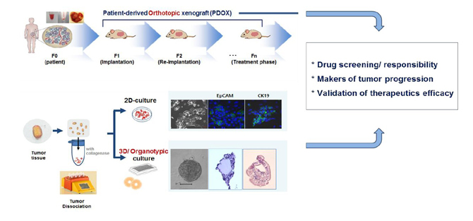 Drus screening/rexponsibility/Makers of tumor porgression/Validation of therapeutics efficacy